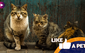 Os gatos falam e a prova está neste vídeo! Prepare-se para o riso