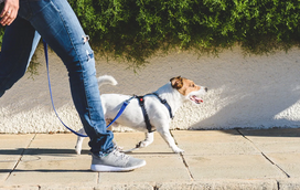 Todos os cuidados são poucos: esteja atento a este perigo durante os passeios com o seu cão
