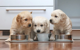 É difícil resistir a este aroma maravilhoso! Descubra porque o cheiro dos cachorrinhos é tão sedutor aos humanos