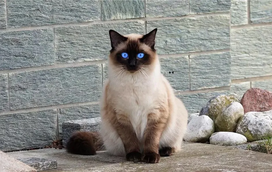 Tem um gato siamês em casa? Estas são as 5 características que tornam essa raça extremamente especial