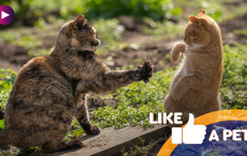 Pronto para um passinho de dança? Os animais ajudam!