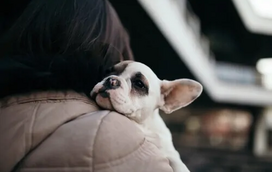 Apagão: saiba como proteger o seu animal de estimação em momentos de stresse!