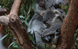 Alerta de ternura para o Dia da Mãe! Apresentamos-lhe o novo koala bebé do Jardim Zoológico 