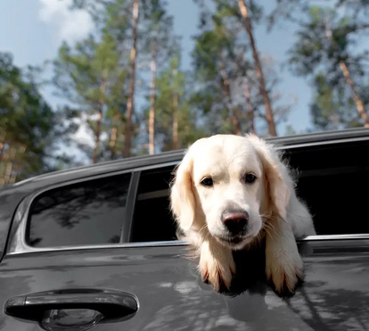 Se vai viajar pela Europa com o seu animal de estimação, leia as novas regras! Há novidades sobre o transporte de pets