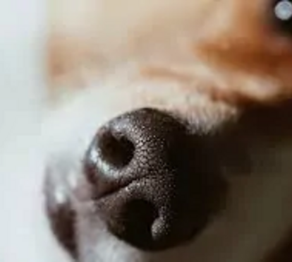Porque é que os cães têm sempre o nariz molhado? Descubra aqui todas as razões