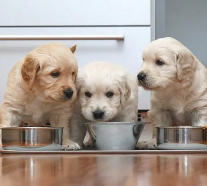 É difícil resistir a este aroma maravilhoso! Descubra porque o cheiro dos cachorrinhos é tão sedutor aos humanos