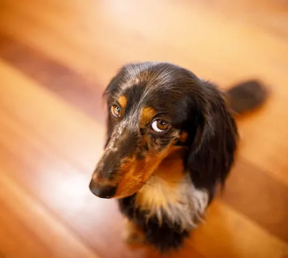 Acorda com insetos, brinquedos e outras coisas estranhas ao pé da cama? Parece maléfico, mas o seu pet está cheio de boas intenções 