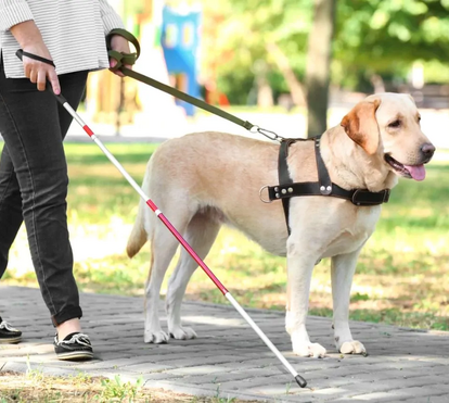 Polémica! Motoristas dos TVDE não cumprem com a lei e recusam-se a transportar passageiros com cães-guia 