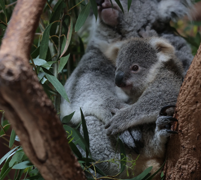 Alerta de ternura para o Dia da Mãe! Apresentamos-lhe o novo koala bebé do Jardim Zoológico 