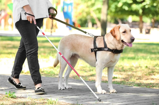 Cão Guia.jpg