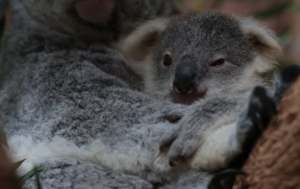 koala bebe 