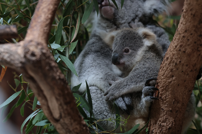 koala bebe