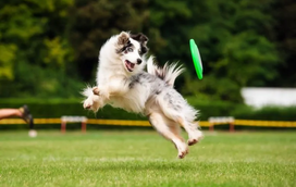 Brinca ao exercício do “busca” com o seu patudo? É bem mais importante do que pensa!