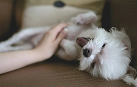 A rotina com o pet está demasiado calma? Estas são algumas atividades divertidas e criativas para explorar com o seu amigo