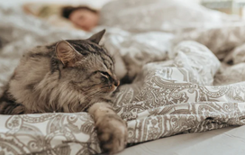 Isto é o que não pode fazer com o seu gato, porque corre o risco de afastar o seu patudo!