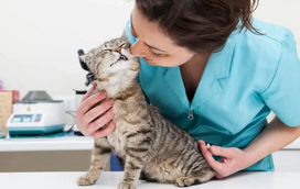Novo gato em casa? Este é a lista de vacinas que deve ter em conta para manter o seu felino saudável ao longo da vida