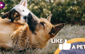 Prepare-se para andar neste carrocel do amor: os momentos mais caricatos destes animais apaixonados (ou não!)