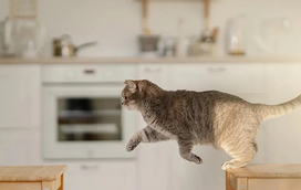 Sabia que os gatos conseguem saltar a uma distância de três metros? Prepare-se para ficar boquiaberto
