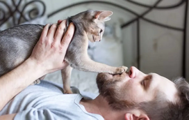 Sabia que hoje é Dia de Abraçar o Gato? Mas nem todos os felinos gostam destas demonstrações de carinho: contamos tudo