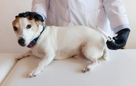 Sabia que os cães também têm febre? Saiba como a detetar no seu patudo e os cuidados a ter