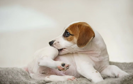 O seu cão anda a coçar-se? Perceba se não passa de uma comichão ou se se trata de uma alergia canina!