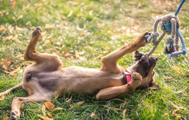 Nota que o seu cão anda com pouca energia? Pode ser culpa da alimentação! Saiba onde encontrar os nutrientes necessários para o seu patudo