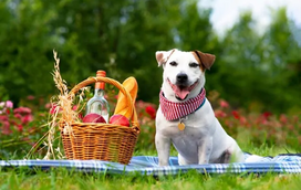 Finalmente, chegou o sol! Estes são três planos pet friendly para fazer com o seu cãopanheiro