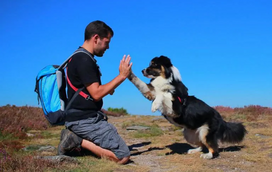 Os dias mais quentes estão a chegar e há coisas que precisa mesmo de saber. Mitos e verdades sobre os pets e as altas temperaturas