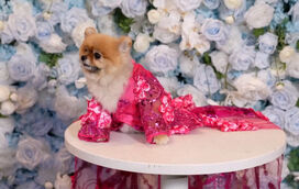 Glamour e elegância no mundo canino, com cães a imitarem as celebridades da Met Gala