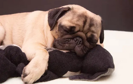 Quer um companheiro para estar consigo no sofá? Estas são as 5 raças de cães mais preguiçosas de sempre