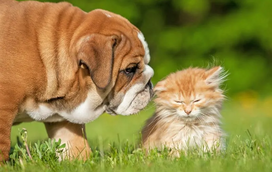 Sem planos para este fim de semana? Traga o patudo ao “Sesimbra Pet | DOGS & CATS”