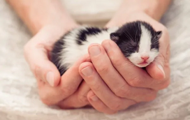 Tem um gato bebé em casa e não sabe o que fazer? 7 dicas essenciais para que nada falhe com o seu pequeno felino