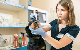 Será que sabe o que é realmente a dirofilariose canina? Explicamos-lhe todos os detalhes sobre esta doença e como pode proteger o seu amigo