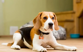 Tenha cuidado com as plaquinhas de metal que põe na coleira do patudo! Explicamos porquê