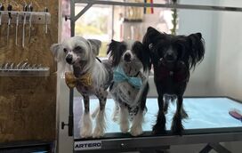 Sem planos para o final desta semana? Rume ao Algarve para duas exposições caninas em Lagos, e leve o seu amigo patudo!