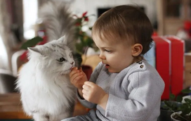 Não são só os cães. Sabia que os gatos também sentem ciúmes? Conheça as razões