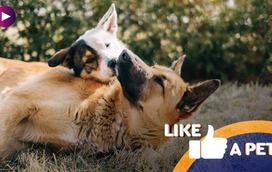 O carrocel do amor voltou: estes são os pets mais apaixonados!