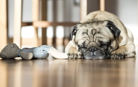 O seu pet tem agido de forma incomum ultimamente? Pode ser um sinal de que algo não está bem!