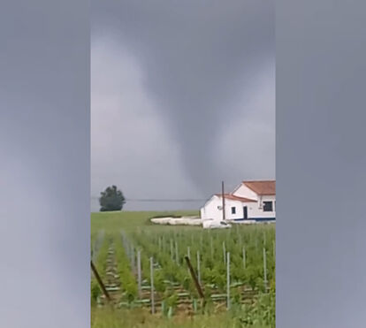 Que grande susto! Ventos fortes arrancam árvores em Beja