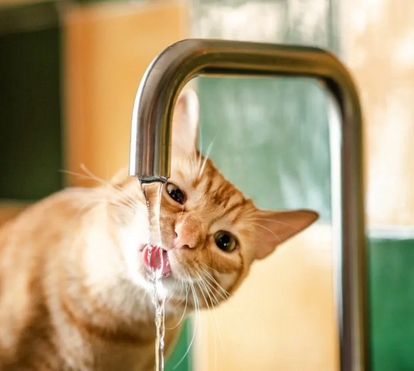 O seu gato não gosta de beber água? Tenha calma... Alunos do Politécnico de Coimbra criam gelatina para hidratar felinos