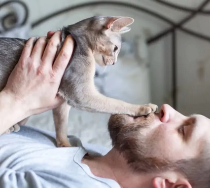 Sabia que hoje é Dia de Abraçar o Gato? Mas nem todos os felinos gostam destas demonstrações de carinho: contamos tudo