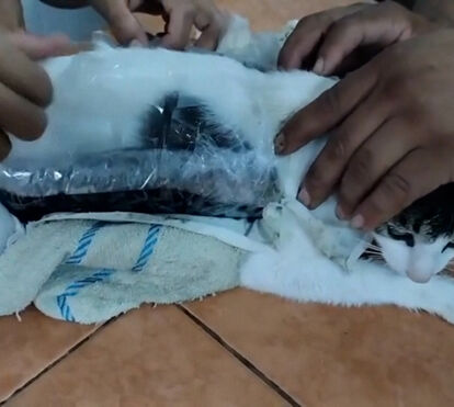 Insólito: apanhado gato a transportar droga para prisão na Costa Rica