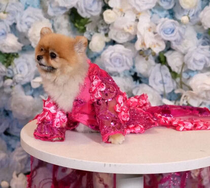 Glamour e elegância no mundo canino, com cães a imitarem as celebridades da Met Gala