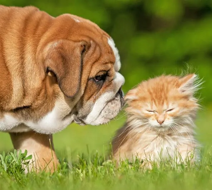 O seu animal é uma das suas maiores companhias? Então leve-o à Expo Animal! Ele vai adorar