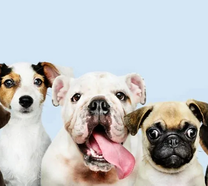 Visão a preto e branco: mito ou verdade? Perceba este grande mistério da vida dos cães