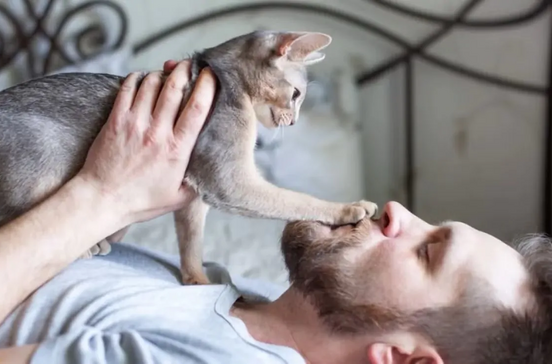 Gato dono.jpg