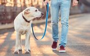 Passeio com um cão: equilíbrio entre controlo e liberdade para o patudo explorar