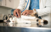 Gato recebe cuidados veterinários com seguro Fidelidade Pets