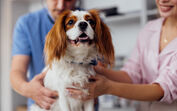 Seguro Fidelidade Pets garante apoio financeiro e os melhores cuidados para cães e gatos