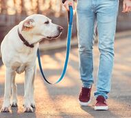 Passeio com um cão: equilíbrio entre controlo e liberdade para o patudo explorar